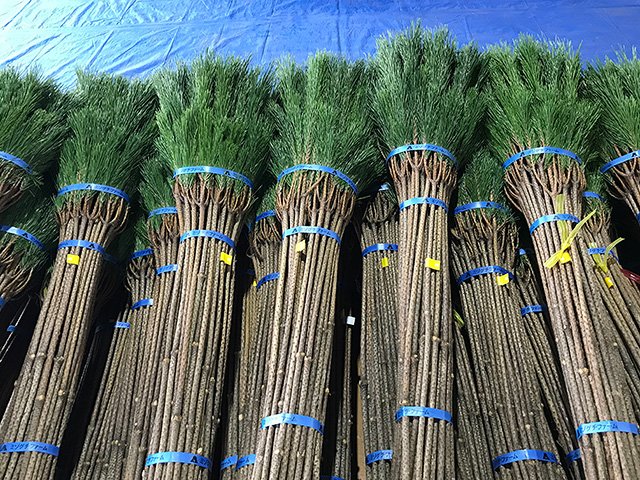 出荷前に束ねられた若松