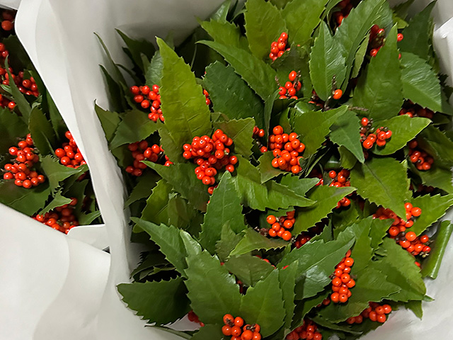 白い紙に包まれた千両