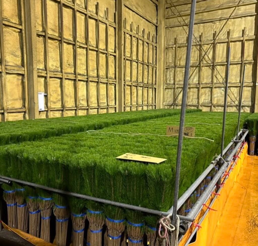 出荷を待つ若松