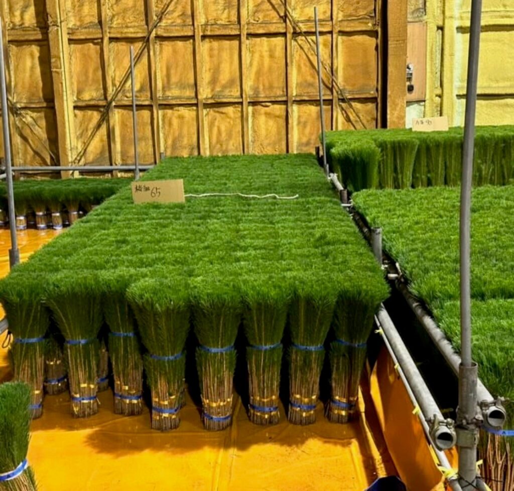 保存されている若松